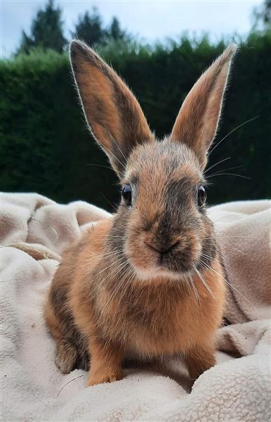 Grote foto jonge konijntjes dieren en toebehoren konijnen