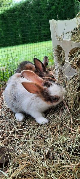 Grote foto jonge konijntjes dieren en toebehoren konijnen