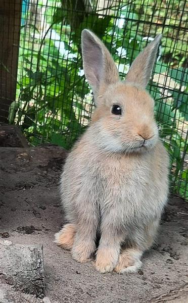 Grote foto jonge konijntjes dieren en toebehoren konijnen