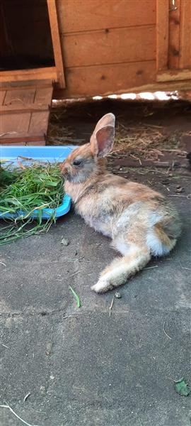 Grote foto jonge konijntjes dieren en toebehoren konijnen