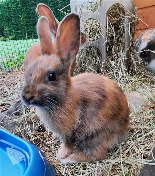 Grote foto jonge konijntjes dieren en toebehoren konijnen