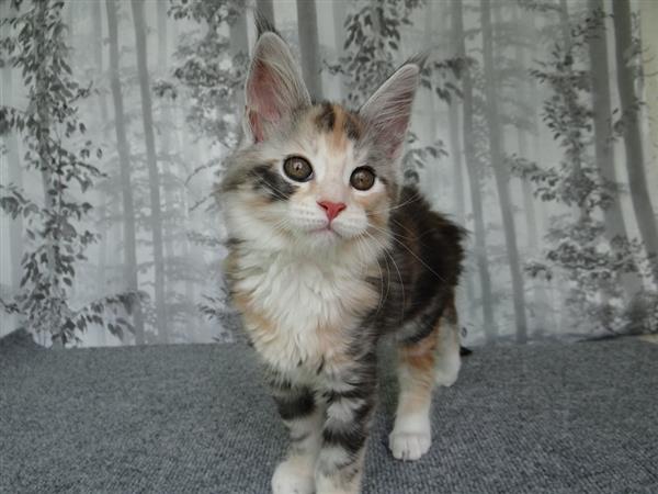 Grote foto mooie maine coon kittens zonder stamboom dieren en toebehoren raskatten korthaar