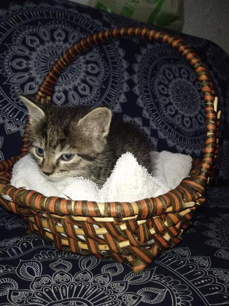 Grote foto 6 lieve kittens dieren en toebehoren overige katten