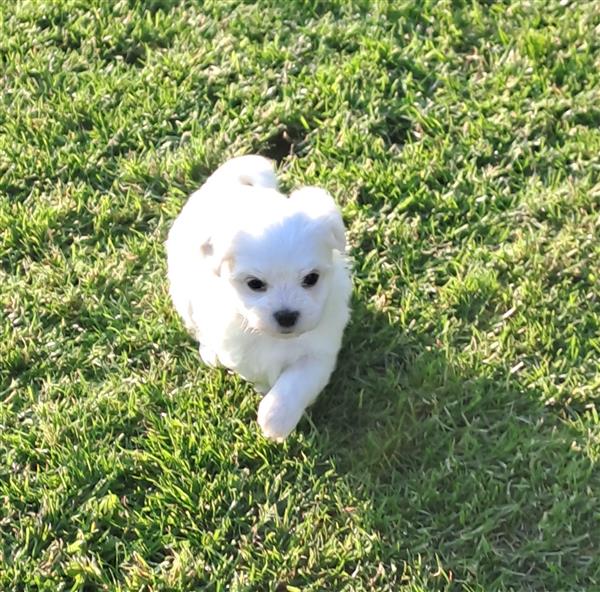 Grote foto mini maltezertjes dieren en toebehoren chihuahua en gezelschapshonden