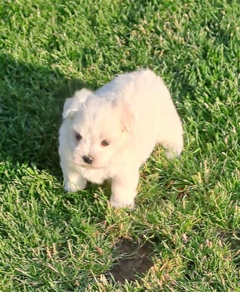 Grote foto mini maltezertjes dieren en toebehoren chihuahua en gezelschapshonden