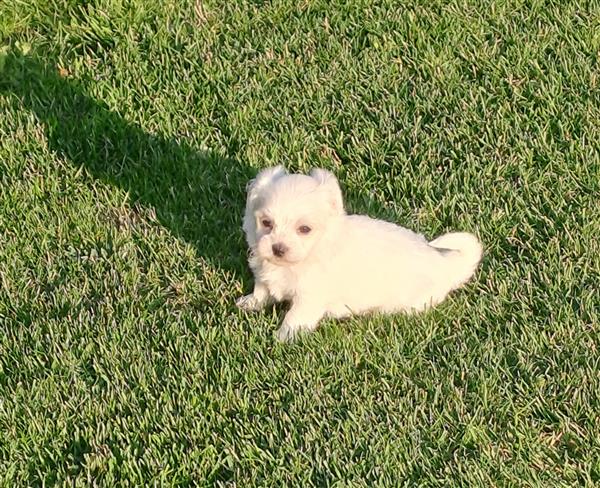 Grote foto mini maltezertjes dieren en toebehoren chihuahua en gezelschapshonden