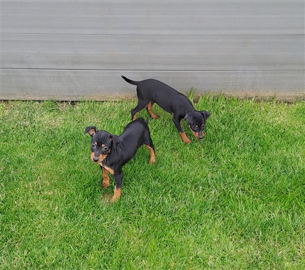 Grote foto dwergpinscher dieren en toebehoren bulldogs pinschers en molossers