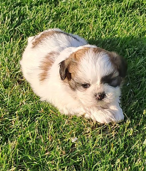 Grote foto shih tzu dieren en toebehoren chihuahua en gezelschapshonden