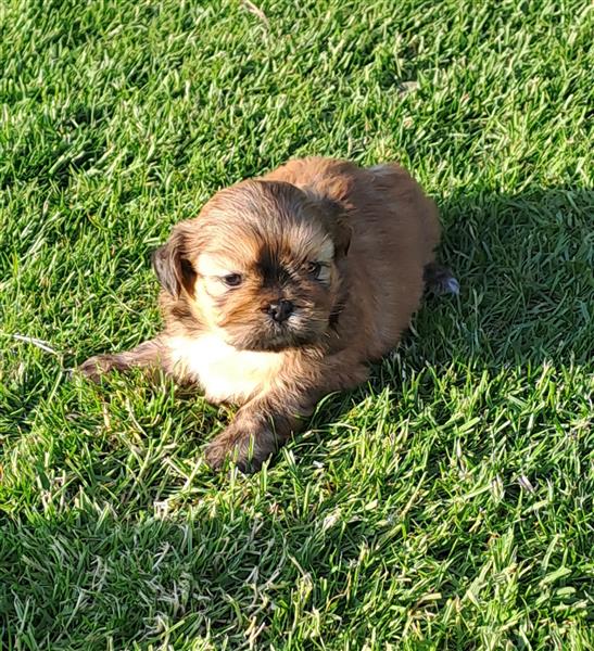 Grote foto shih tzu dieren en toebehoren chihuahua en gezelschapshonden