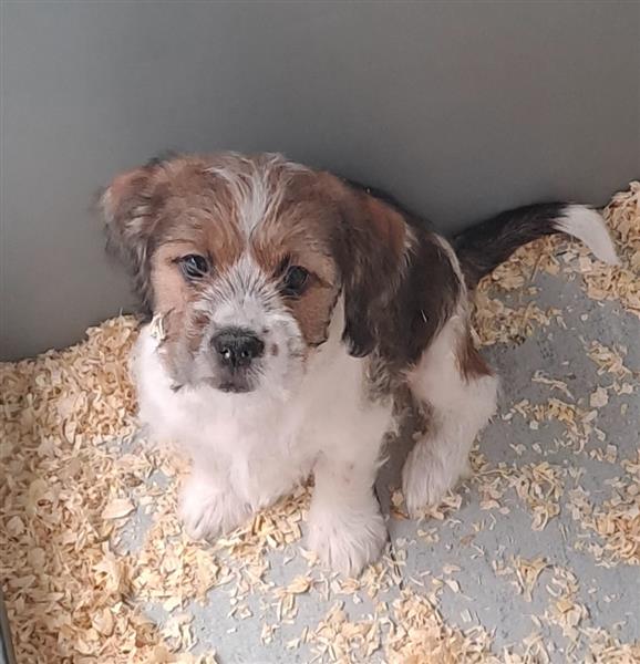 Grote foto booer pups shih tzu met fox dieren en toebehoren overige honden