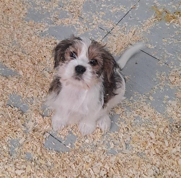 Grote foto booer pups shih tzu met fox dieren en toebehoren overige honden