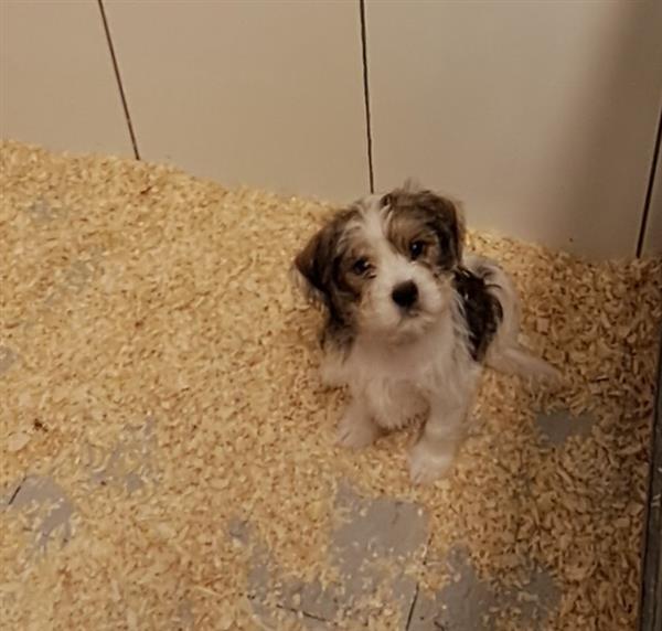 Grote foto booer pups shih tzu met fox dieren en toebehoren overige honden