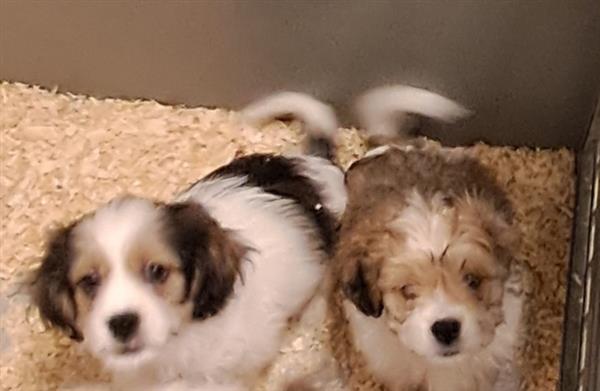 Grote foto booer pups shih tzu met fox dieren en toebehoren overige honden