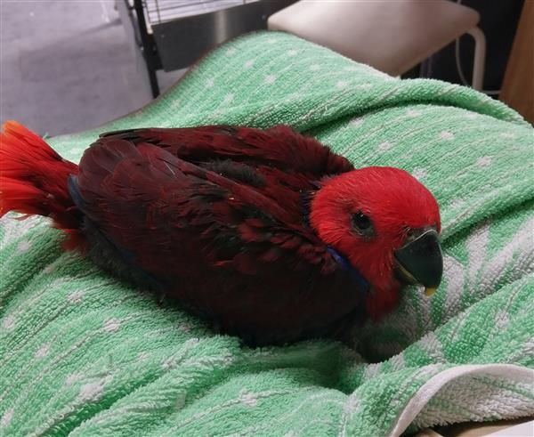 Grote foto handtamme jonge edelpapegaaitjes dieren en toebehoren parkieten en papegaaien