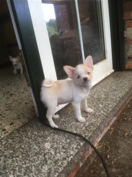 Grote foto pups mogen het nest onmiddelijk verlaten dieren en toebehoren overige honden