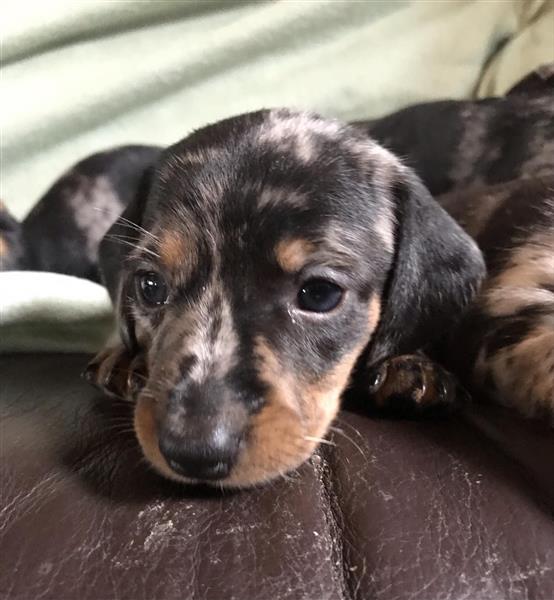 Grote foto teckel puppy s dieren en toebehoren teckels en dashonden