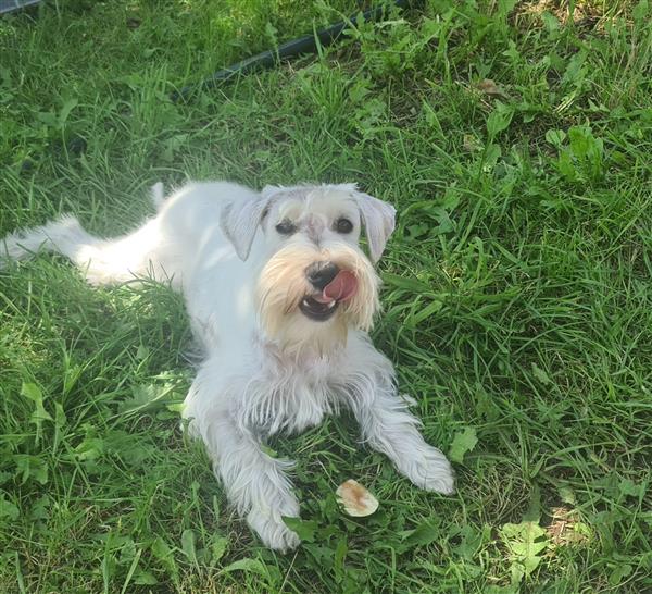 Grote foto mooi lief dwergschnauzer teefje dieren en toebehoren chihuahua en gezelschapshonden