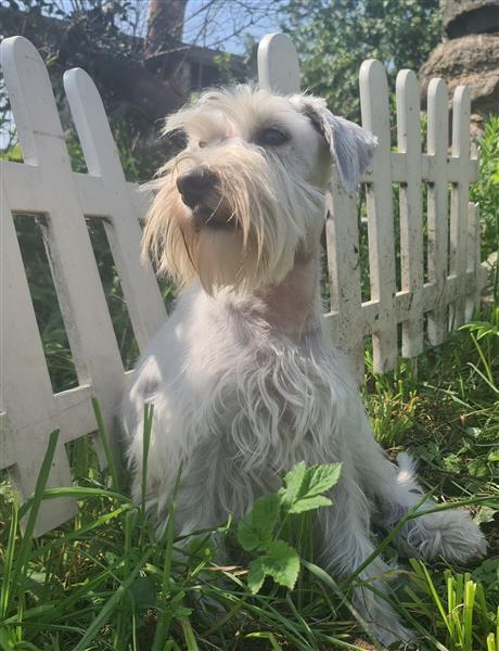 Grote foto mooi lief dwergschnauzer teefje dieren en toebehoren chihuahua en gezelschapshonden