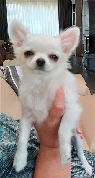 Grote foto chihuhua dieren en toebehoren chihuahua en gezelschapshonden