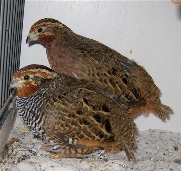 Grote foto 11 koppels jungle bush kwartels dieren en toebehoren overige vogels