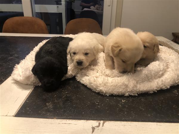 Grote foto 9 mooie pups dieren en toebehoren retrievers spani ls en waterhonden