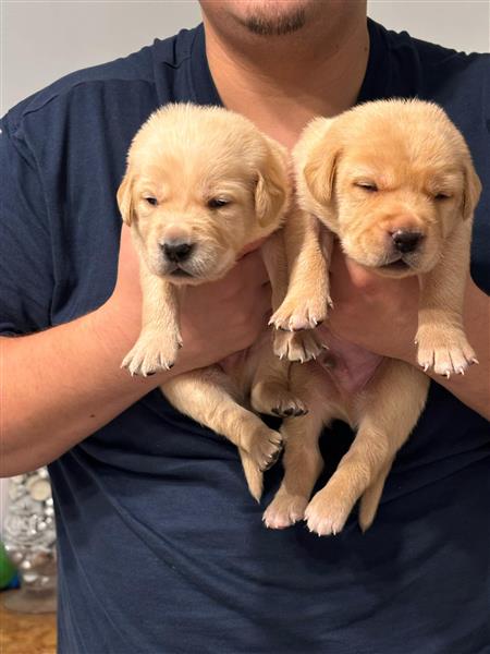 Grote foto 9 mooie pups dieren en toebehoren retrievers spani ls en waterhonden