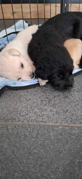 Grote foto 9 mooie pups dieren en toebehoren retrievers spani ls en waterhonden