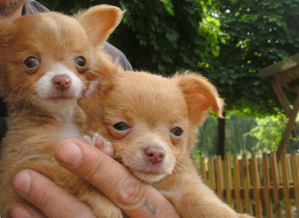 Prachtige Langharige Chihuahuapups, Hobbykweek Kopen | Chihuahua's en