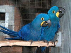 system kobling Cater Paar Hyacinth Macaw Parrot For Adoption Kopen | Parkieten en Papegaaien