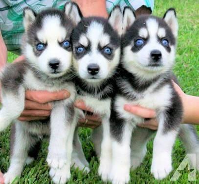 Buiten desinfecteren Edele Siberische Husky Puppies Blauwe Ogen Kopen | Bulldogs, Pinschers en  Molossers