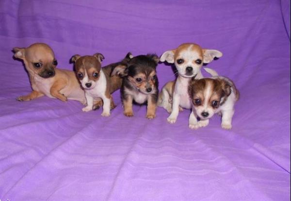 Mooie Chihuahua Pups Beschikbaar. Kopen | Chihuahua's Gezelschapshonden