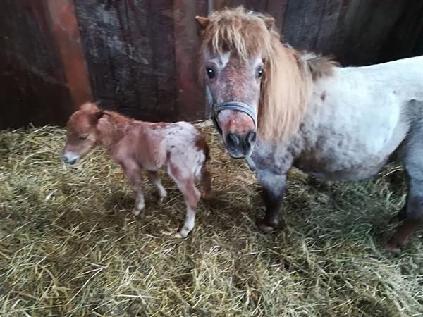 aardolie uitbreiden Geestig Prachtig Appaloosa Hengst Jaarling Shetlander Kopen | Pony's