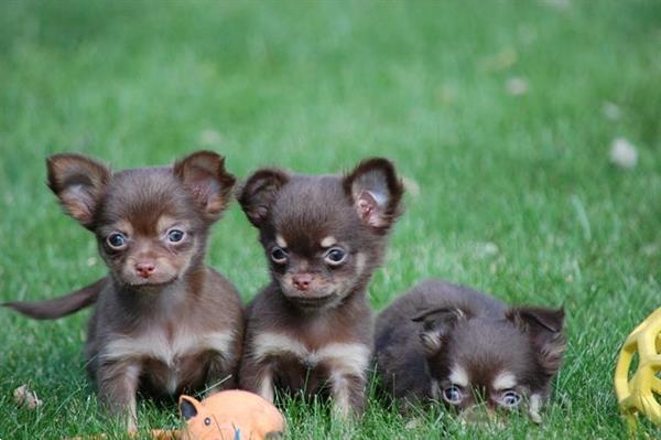 Geologie Ook Bewolkt Chihuahua Pups Mini Langhaar Kopen | Chihuahua's en Gezelschapshonden