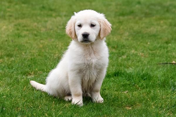 Fahrenheit goud Claire Golden Retriever Pups te Koop - Ouders Aanwezig Kopen | Retrievers,  Spaniëls en Waterhonden