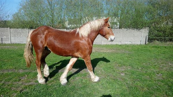 Vlaams Paard Kopen | Paarden