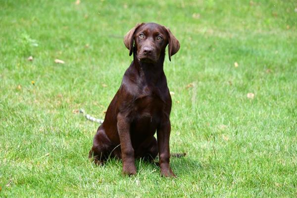toevoegen aan Defecte Dageraad Chocolade Bruine Labrador Pups te Koop Kopen | Retrievers, Spaniëls en  Waterhonden