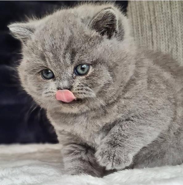 Edele Pracht Sinis Rond/Gezicht 6 Brits Korthaar Kittens Kopen | Raskatten | Korthaar