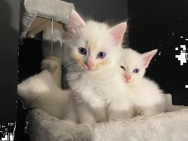 media segment opzettelijk 4 Kleine Turkse Angora Kittens Kopen | Overige Katten