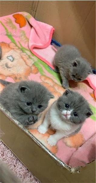 Brits Korthaar Kittens te Koop | |