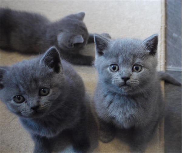Getrainde Britse Korthaar Kittens Kopen | Raskatten Korthaar
