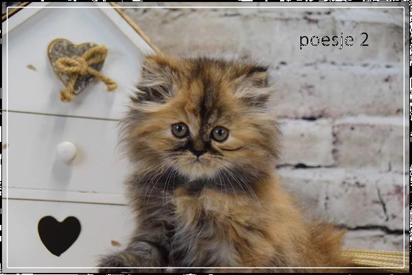 Banyan stel je voor van Pers Kittens te Koop Kopen | Raskatten | Langhaar