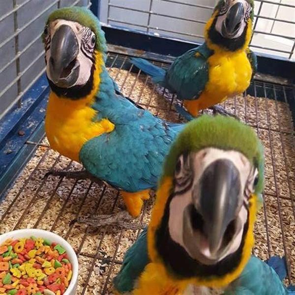 schild gehandicapt Bestudeer Vruchtbare Papegaaieneieren te Koop Kopen | Parkieten en Papegaaien