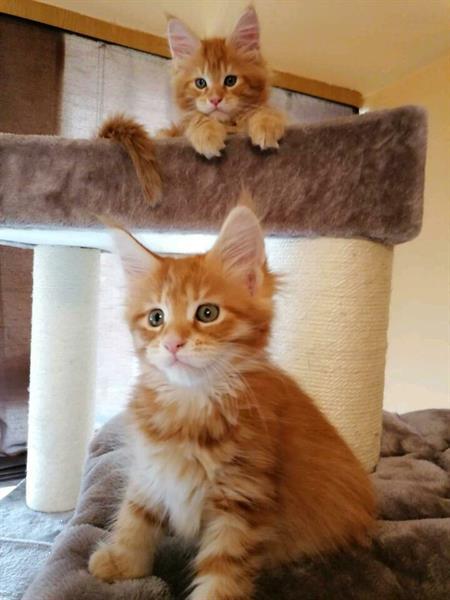Waardig Het eens zijn met hangen Mooie Volbloed Maine Coon-Kittens Kopen | Raskatten | Langhaar
