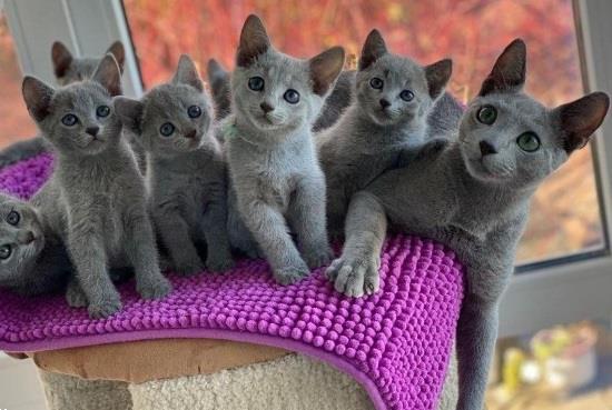 trechter dump Prooi Blauwe Rus Kittens te Koop Gevraagd | Overige Katten