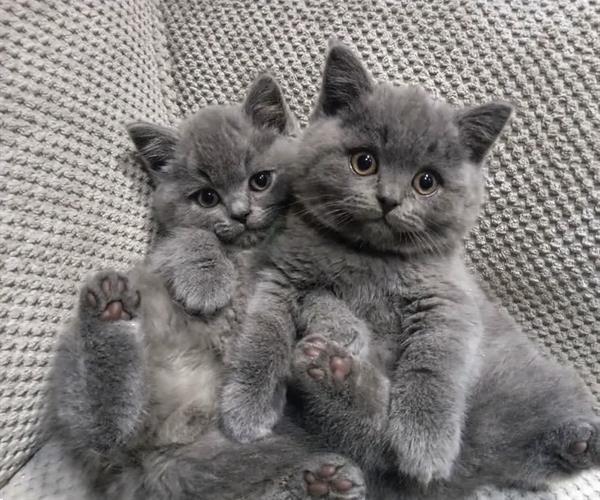 Britse Korthaar Kittens Kopen Raskatten | Korthaar