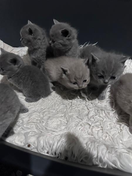 Ontslag nemen Boost Fantasierijk Britse Korthaar (Kitten) Kopen | Raskatten | Korthaar